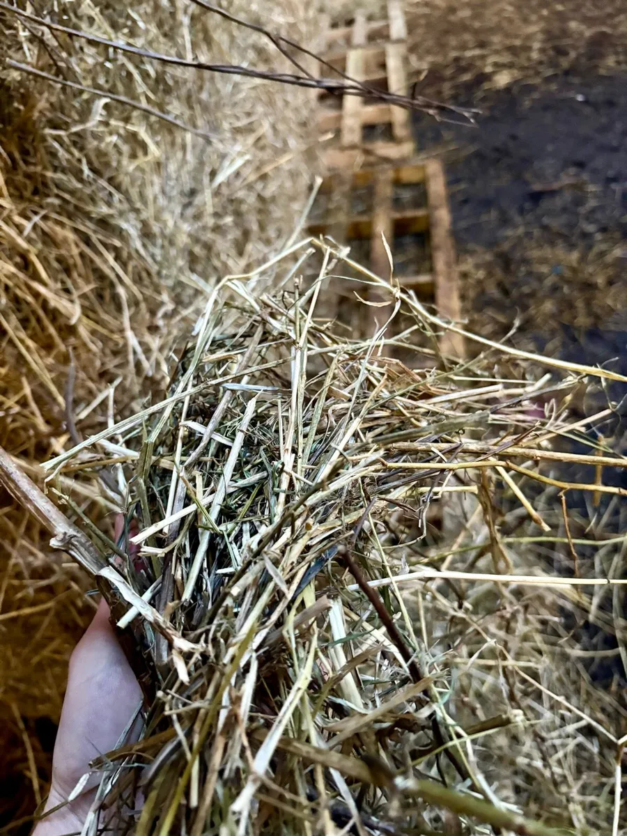 Hay - Image 4