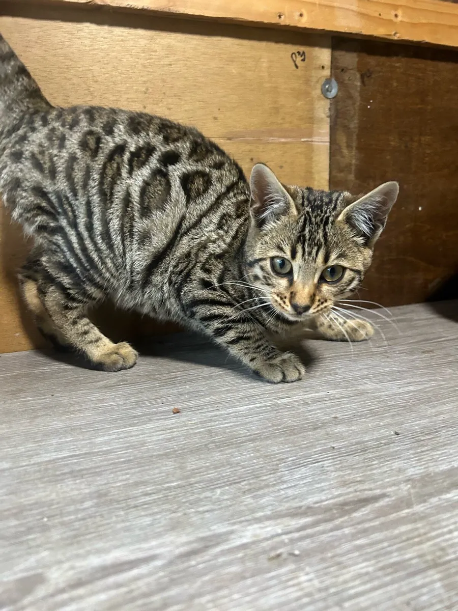 Bengal kitten - Image 1