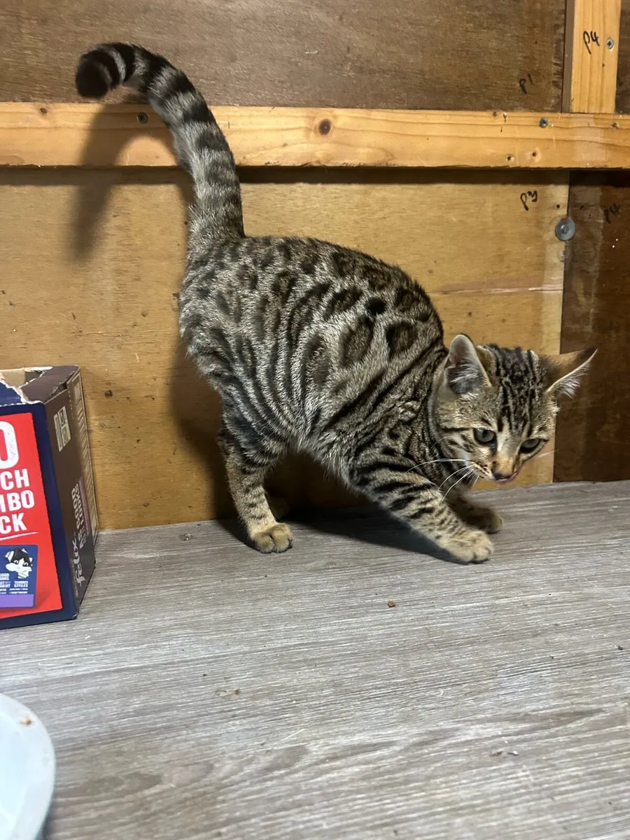 Bengal kitten - Image 2