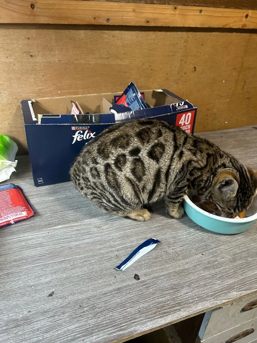 Bengal kitten - Image 3