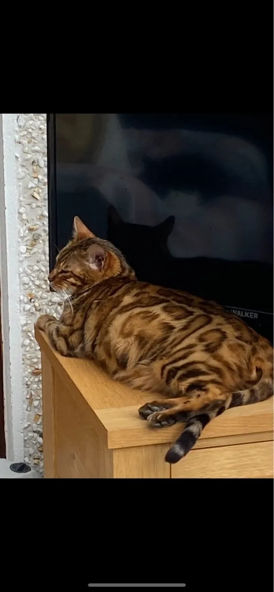 Bengal kitten - Image 4