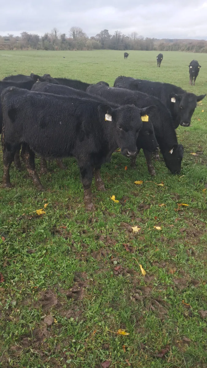 Angus bull weanlings - Image 1