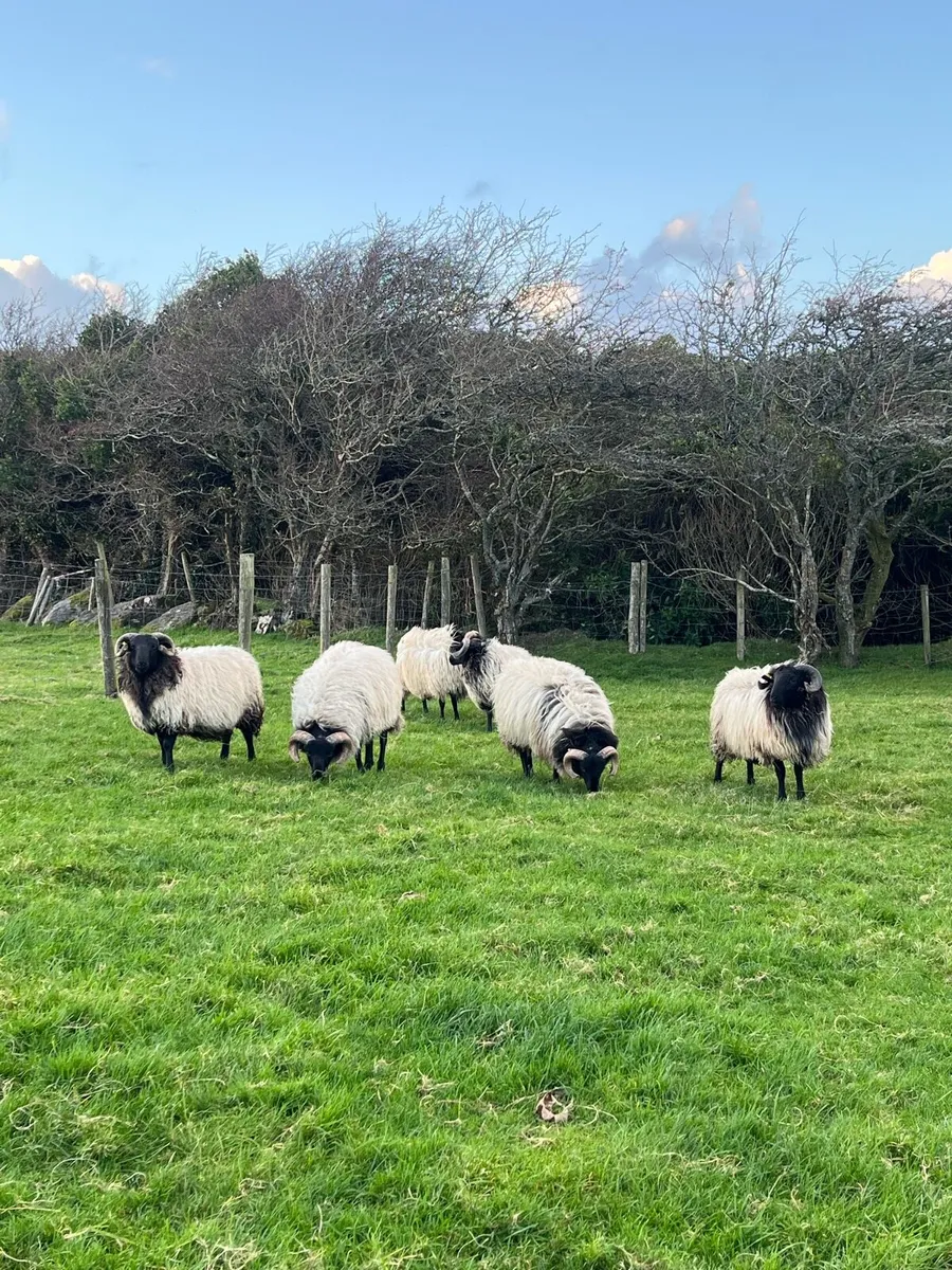 Blackface Mountain Ram Lambs - Image 1