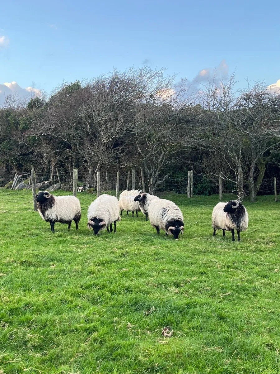 Blackface Mountain Ram Lambs - Image 2