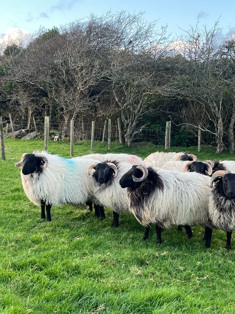 Blackface Mountain Ram Lambs - Image 3