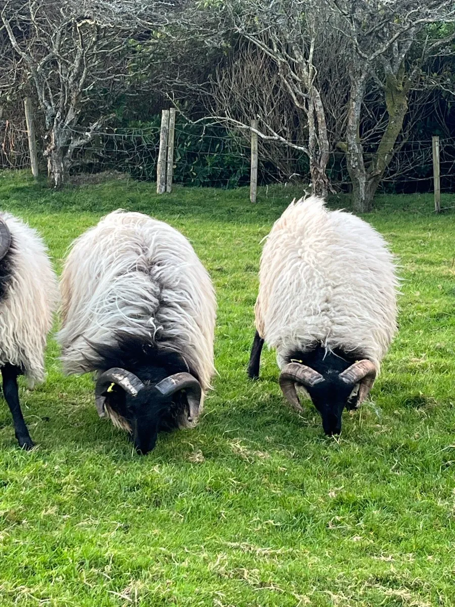 Blackface Mountain Ram Lambs - Image 4