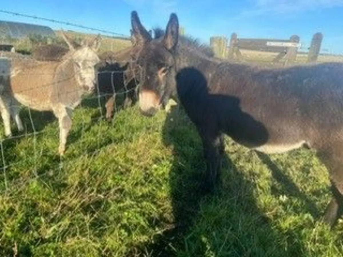 Donkey - Image 2