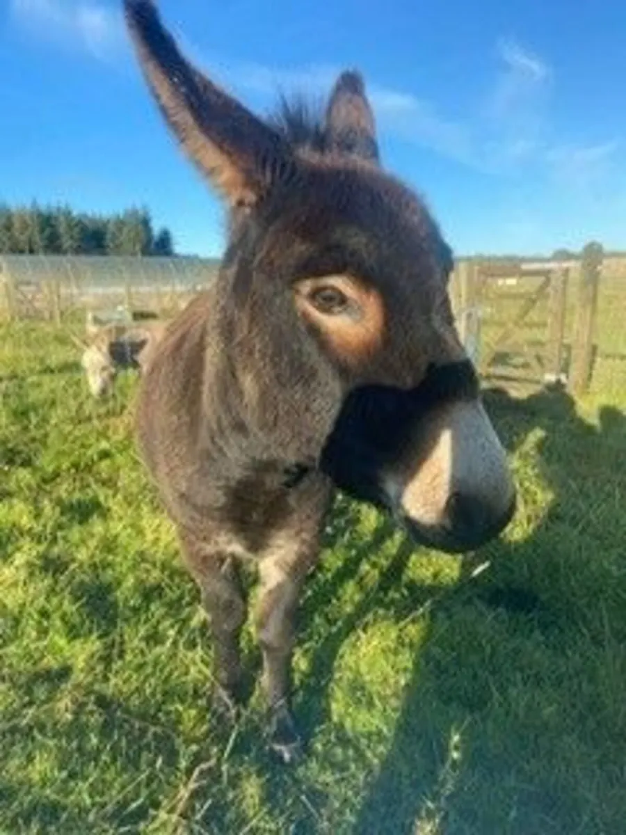 Donkey - Image 1