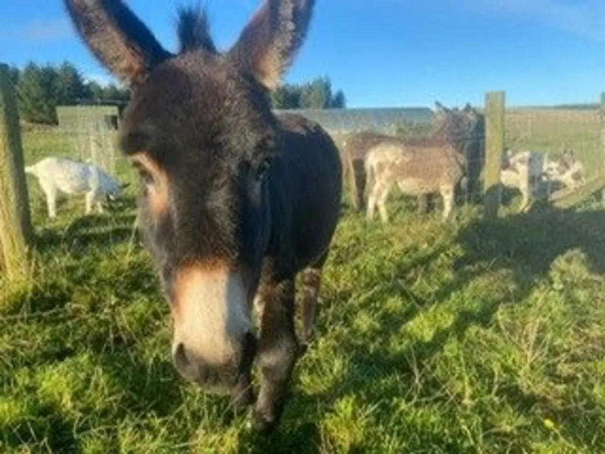 Donkey - Image 3