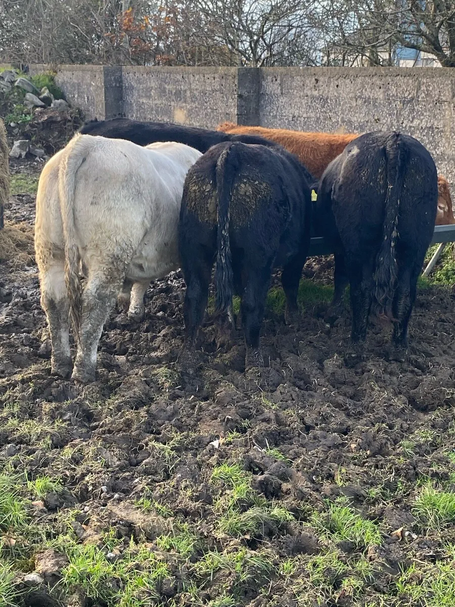 5 Bullocks for sale - Image 1