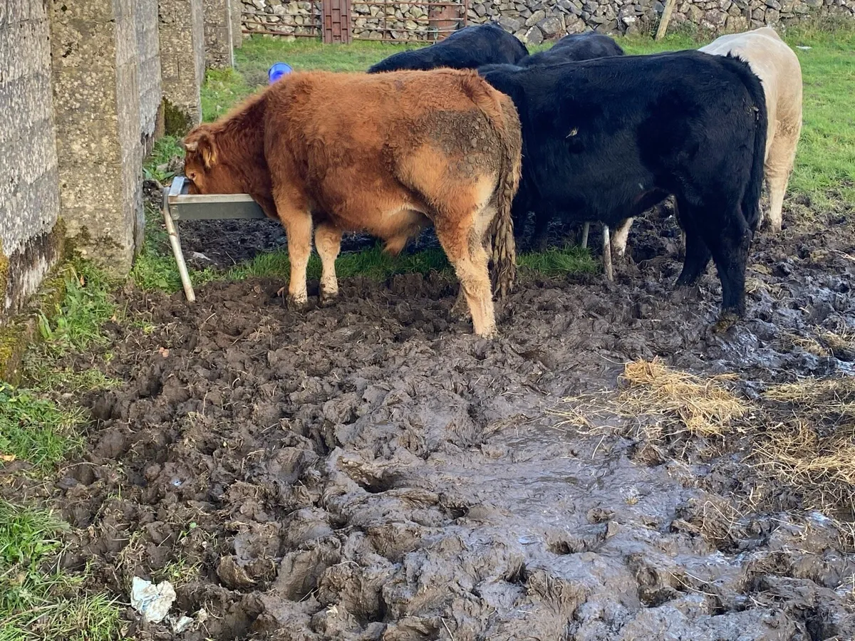 5 Bullocks for sale - Image 2