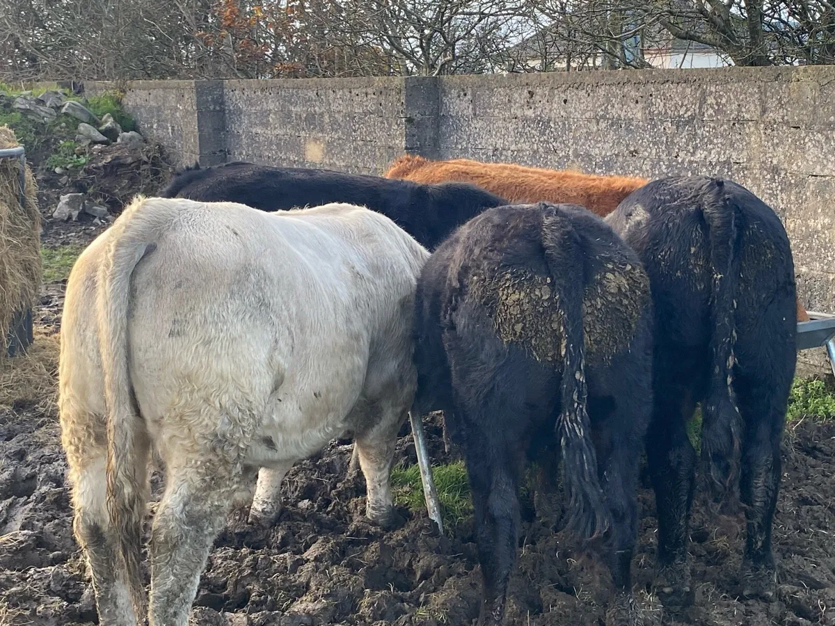 5 Bullocks for sale - Image 3