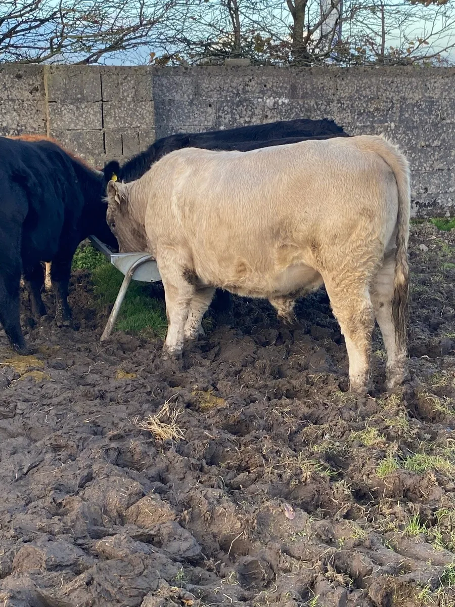 5 Bullocks for sale - Image 4