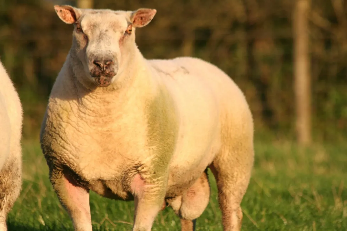 CharTex Ram - Image 2