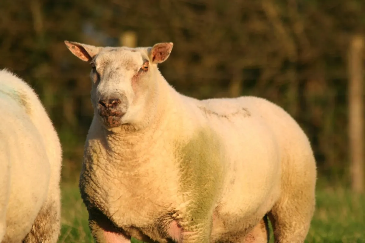 CharTex Ram - Image 3