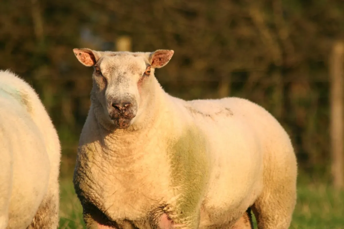 CharTex Ram - Image 1