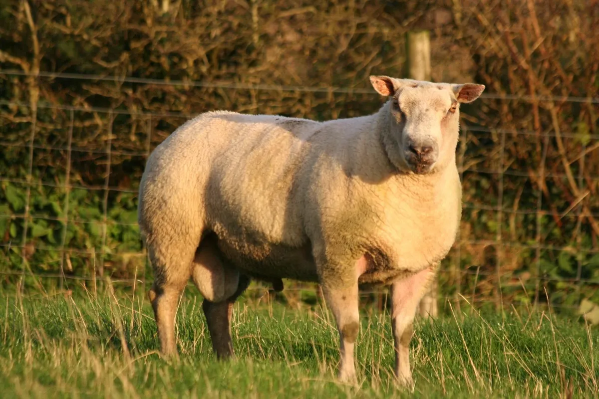 CharTex Ram - Image 4