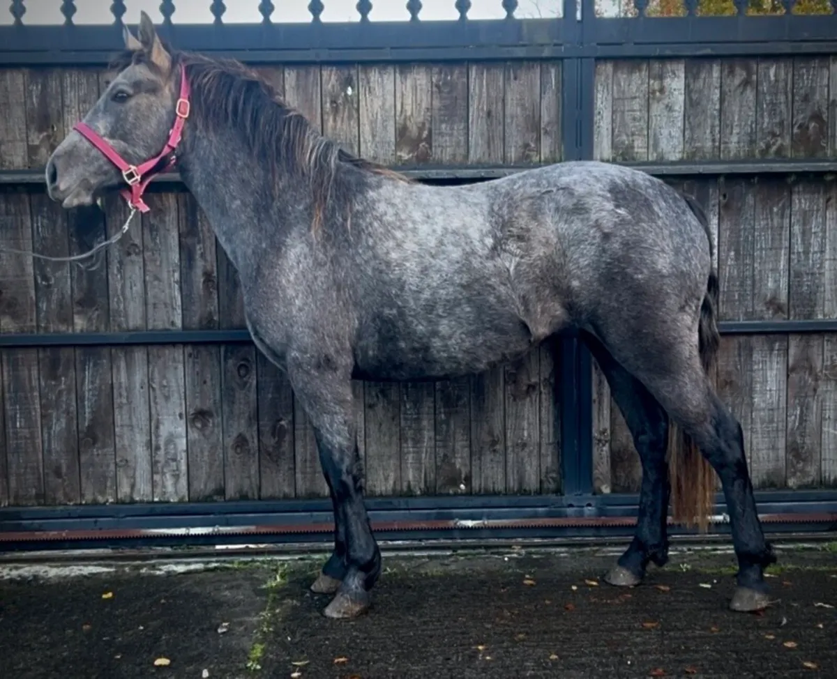 2year old filly - Image 1