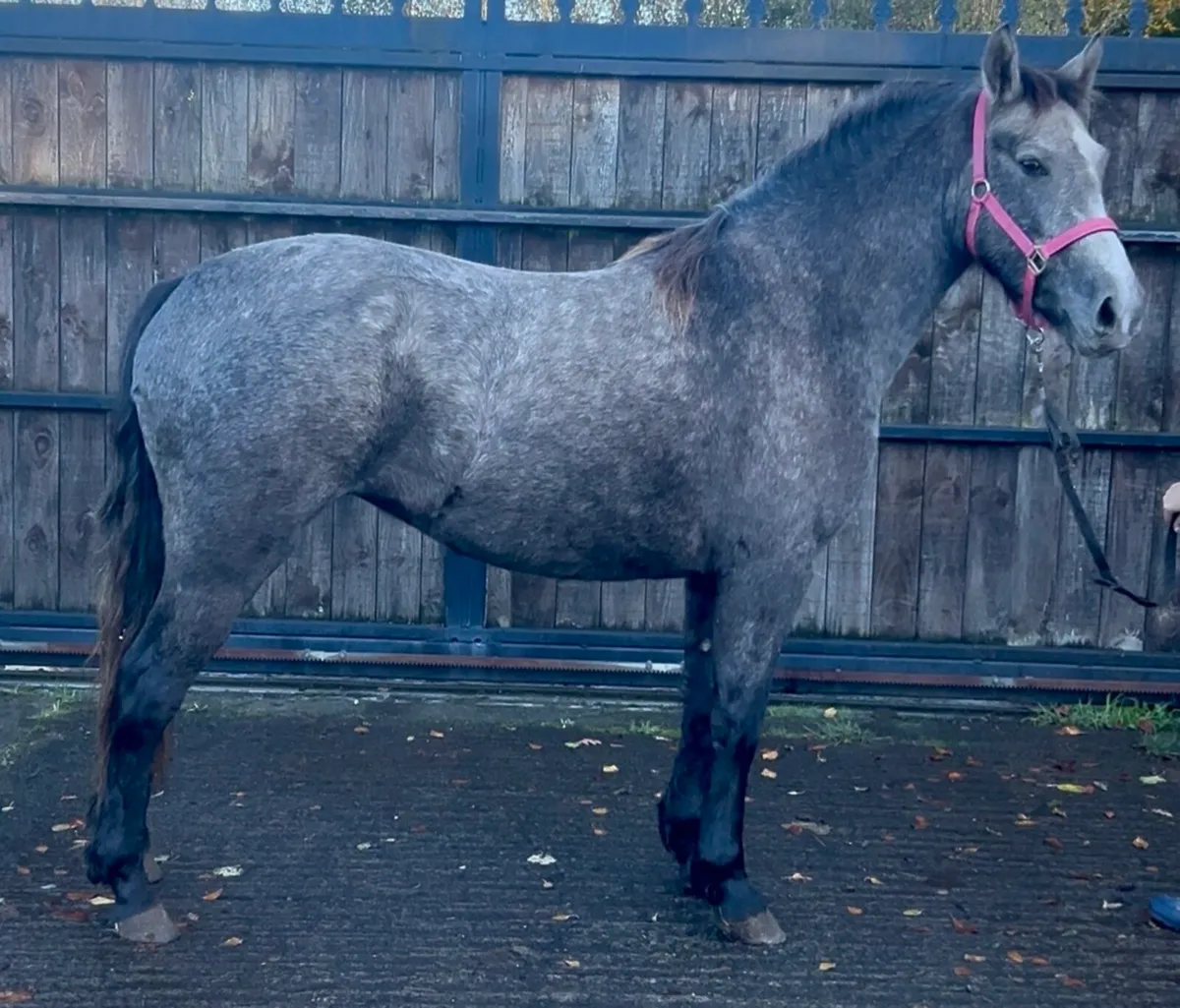 2year old filly - Image 2