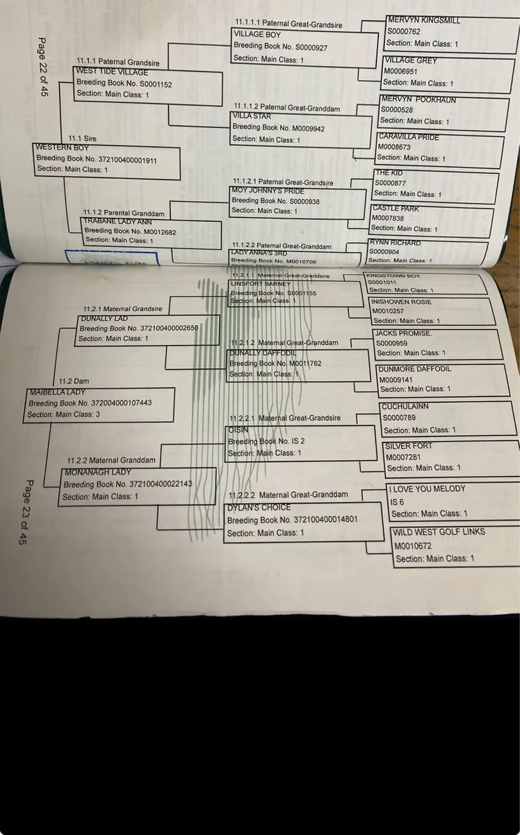 2year old filly - Image 3