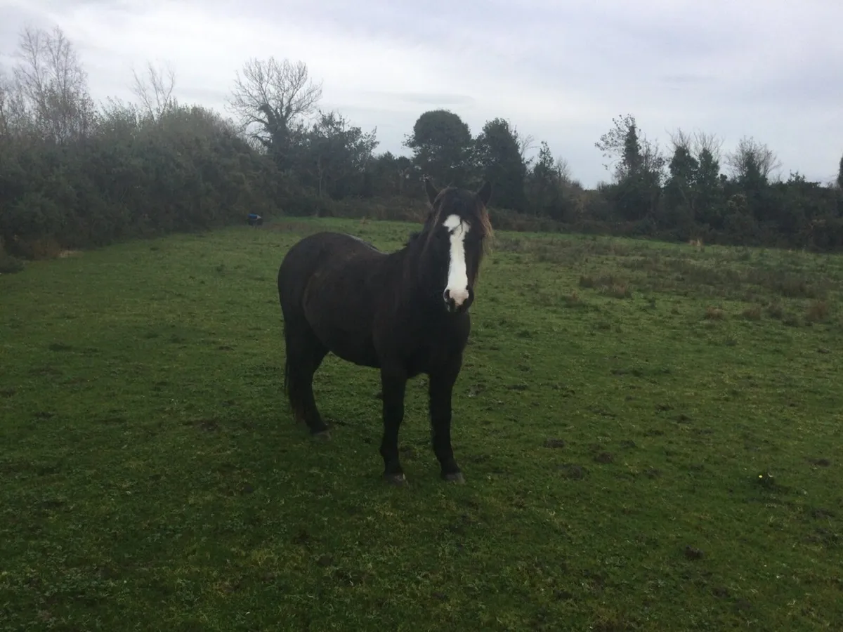 7/8 Connemara  pony - Image 1
