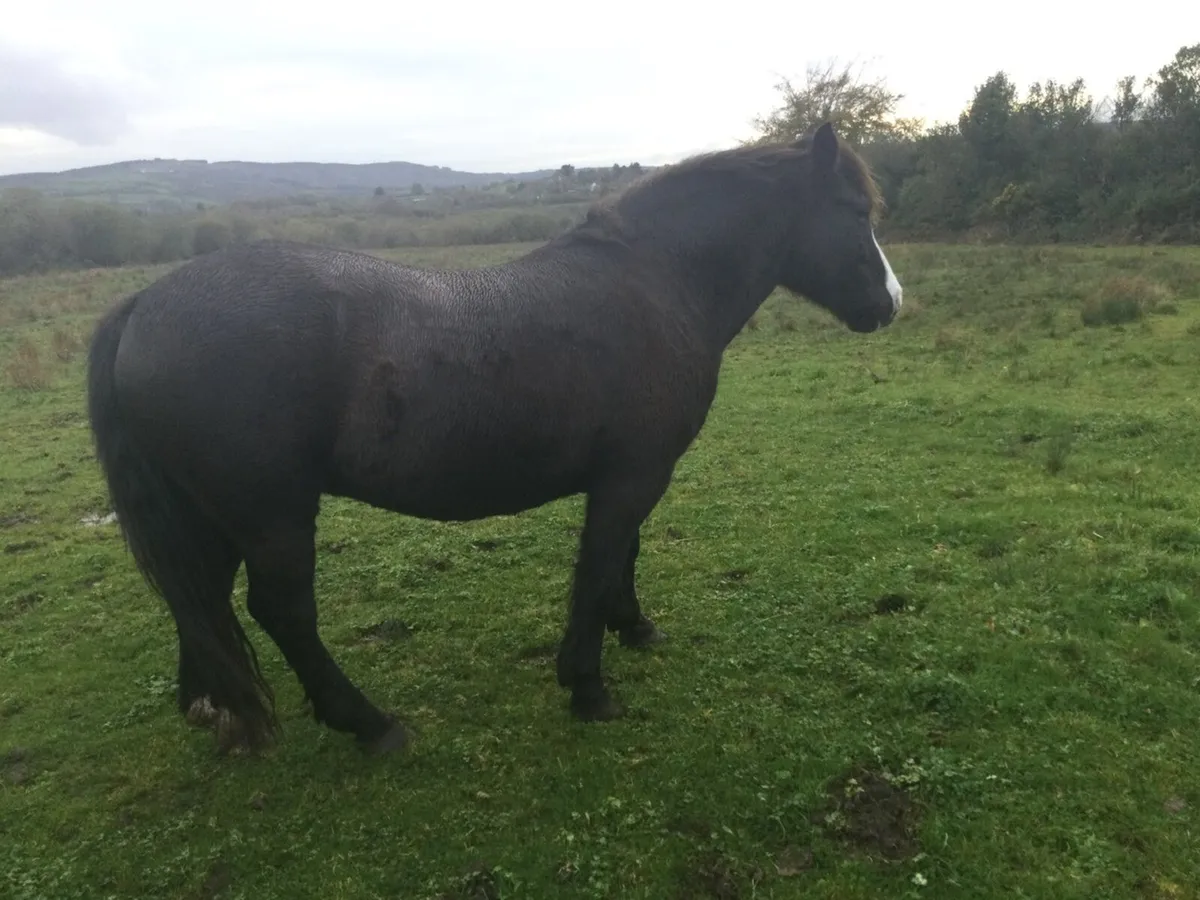 7/8 Connemara  pony - Image 2
