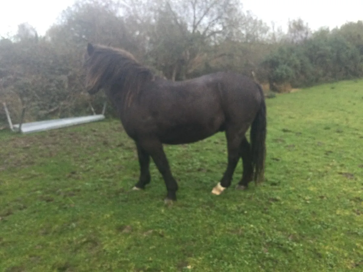 7/8 Connemara  pony - Image 3