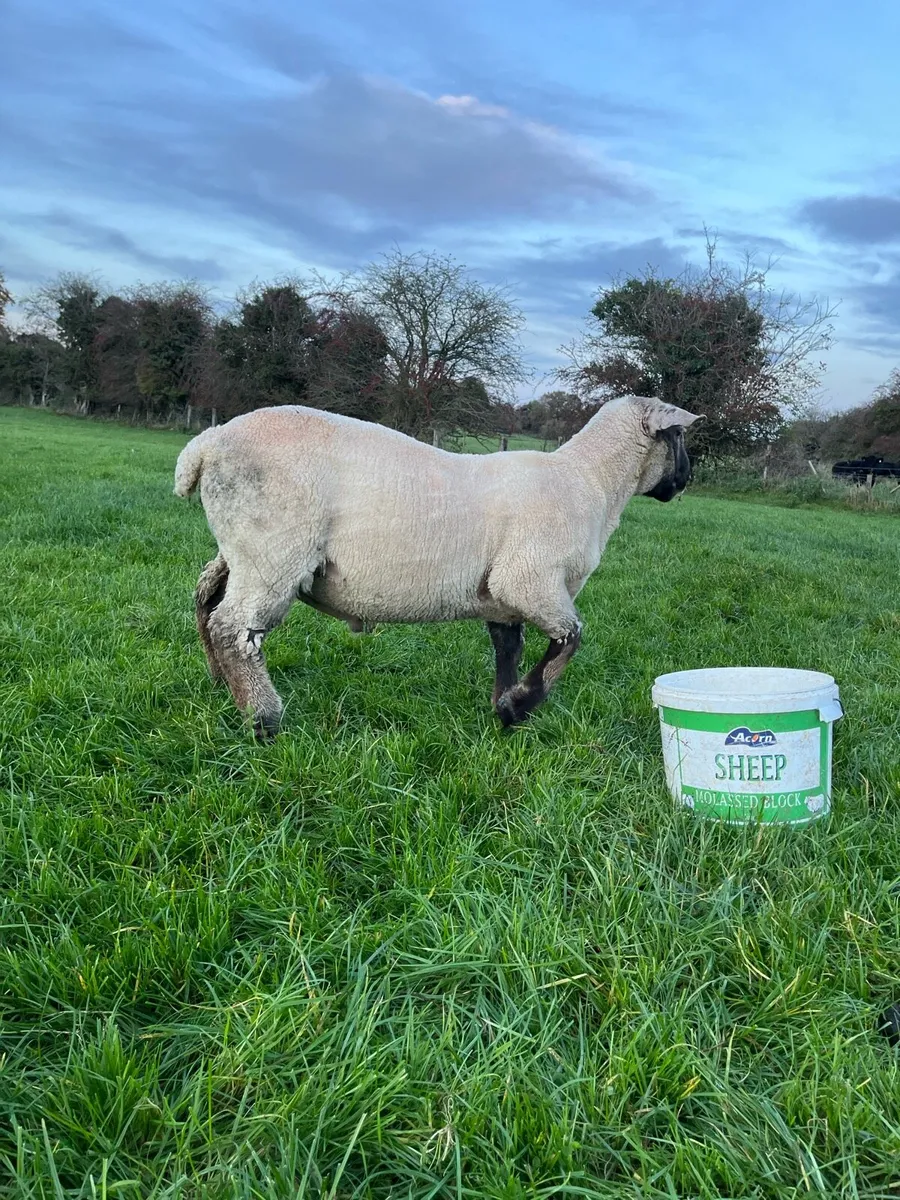 Suffolk cross ram lamb - Image 2