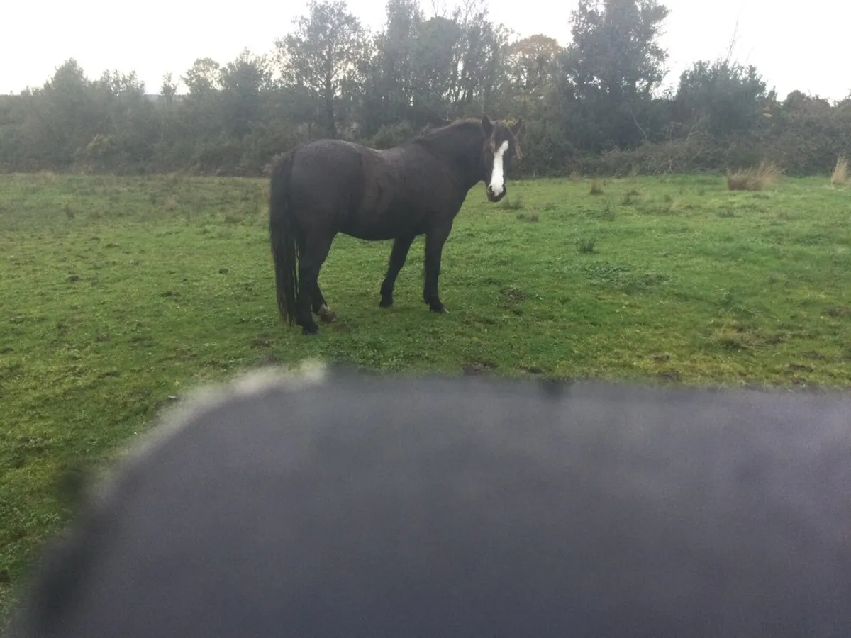 7/8 Connemara  pony - Image 4