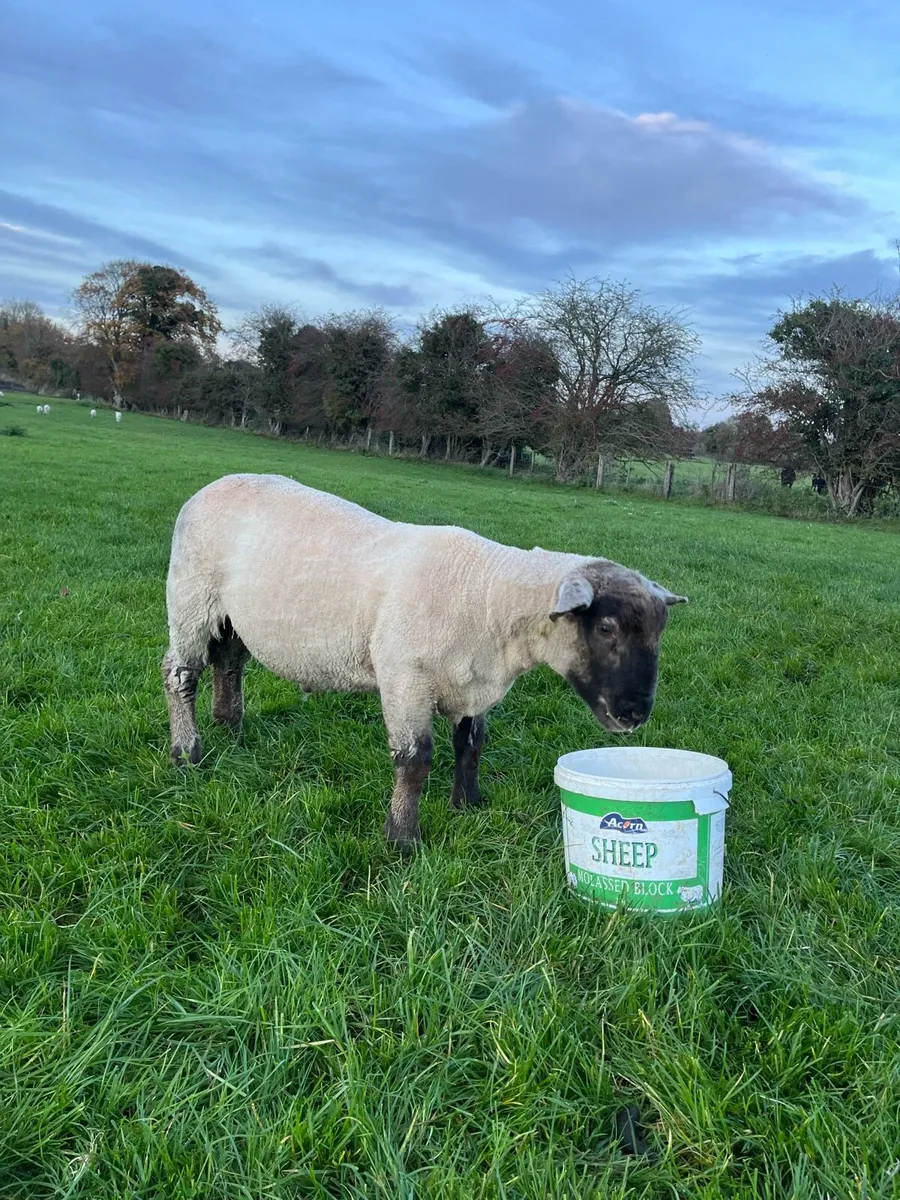 Suffolk cross ram lamb - Image 3