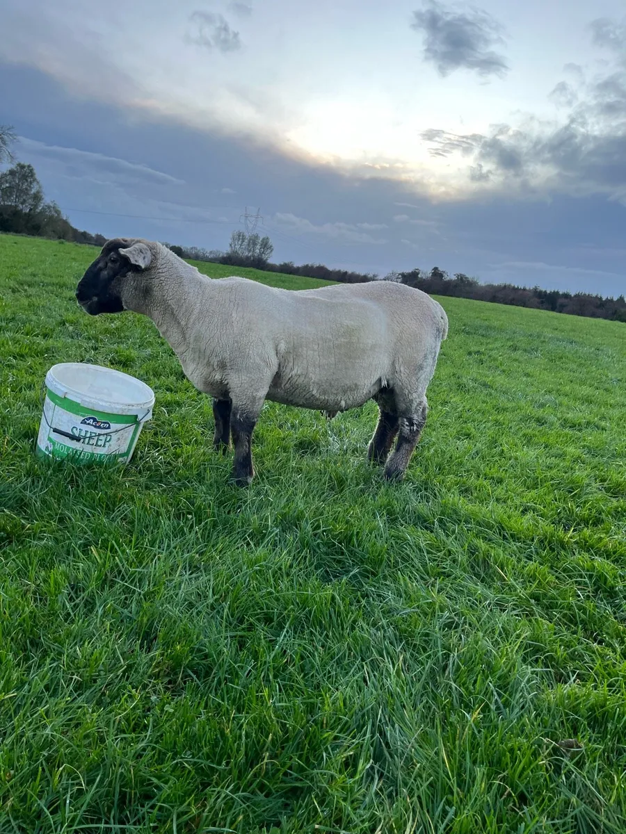 Suffolk cross ram lamb - Image 4