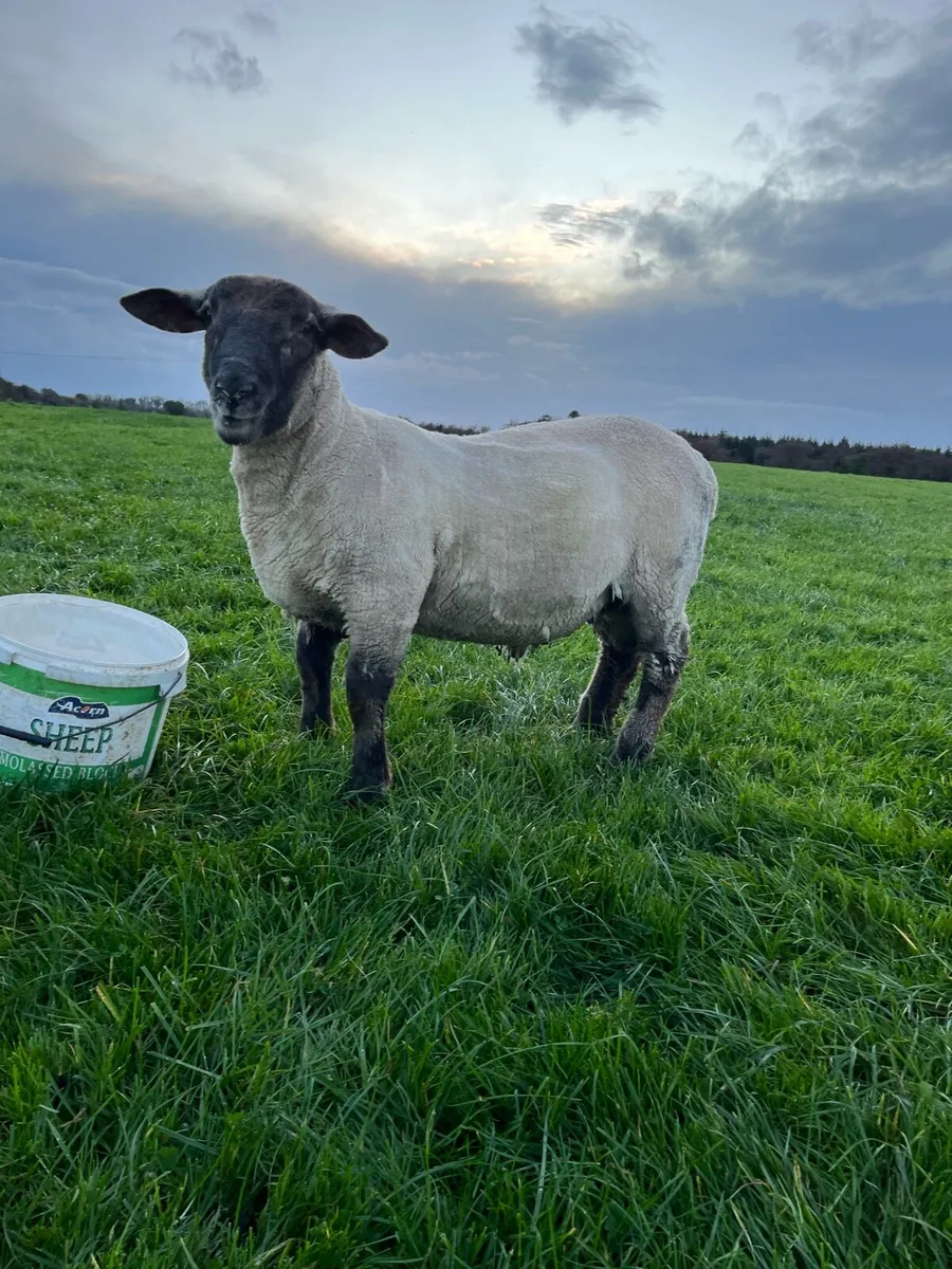Suffolk cross ram lamb - Image 1
