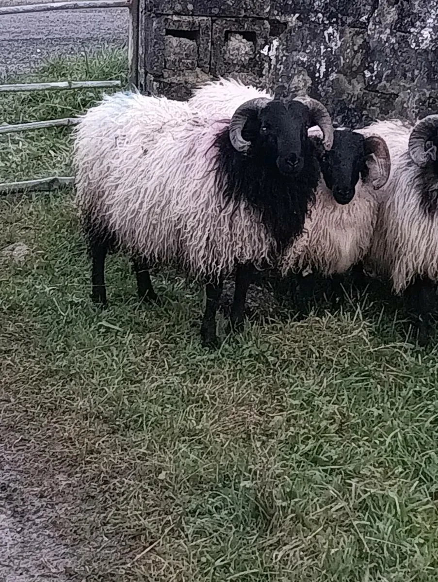 MAYO MOUNTAIN LAMB RAMS - Image 1