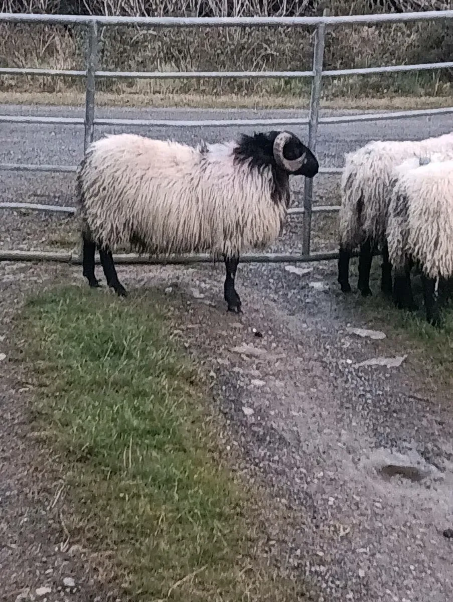 MAYO MOUNTAIN LAMB RAMS - Image 2