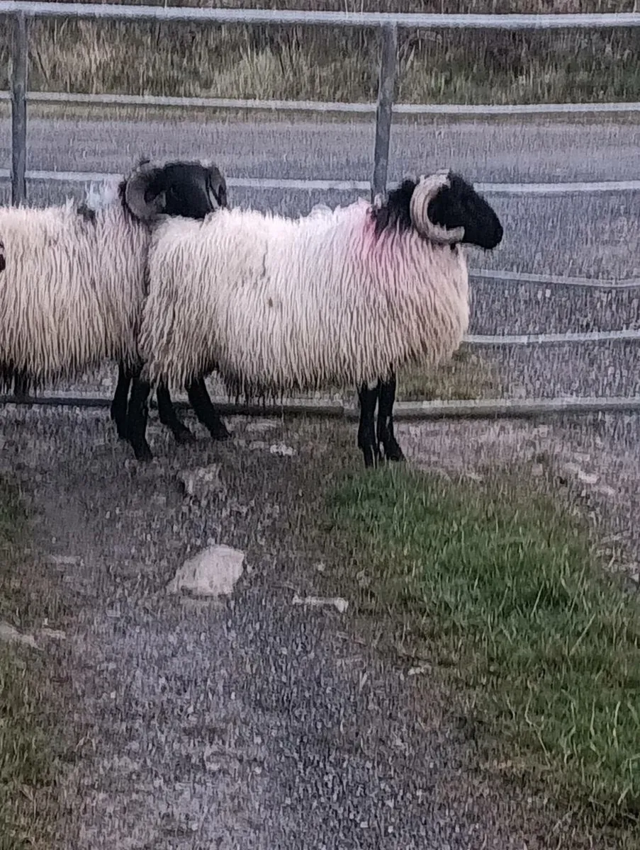 MAYO MOUNTAIN LAMB RAMS - Image 3