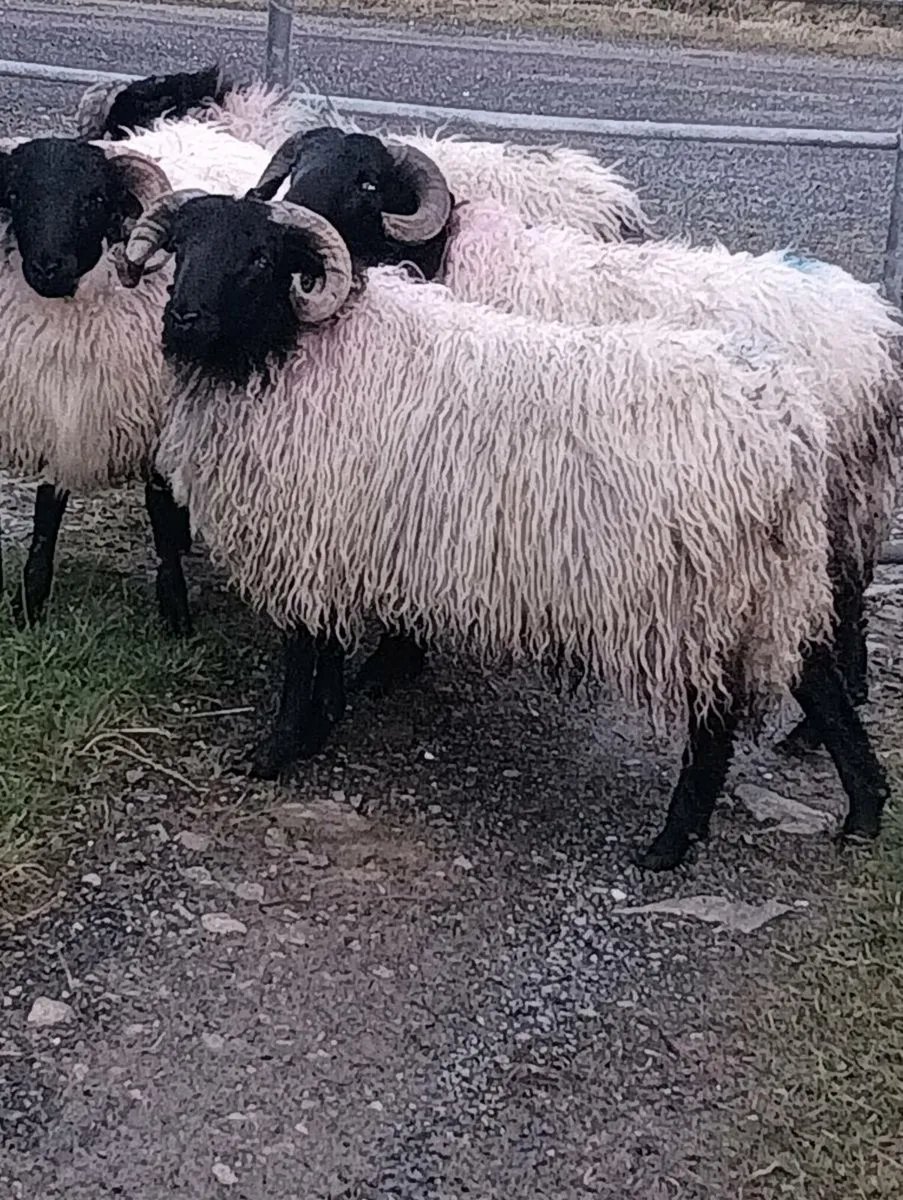 MAYO MOUNTAIN LAMB RAMS - Image 4