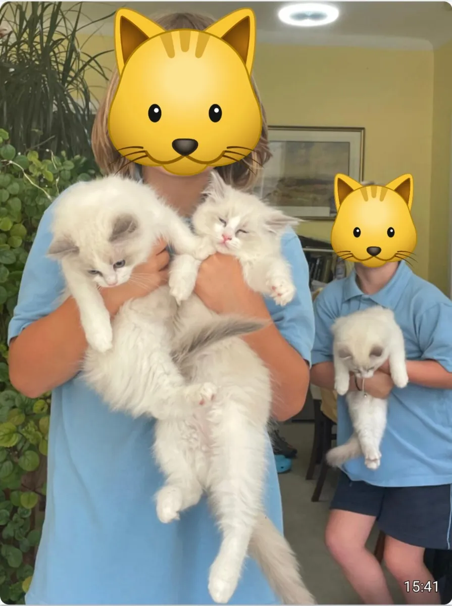 Ragdoll Kittens GCCFI Pedigree Registered - Image 2