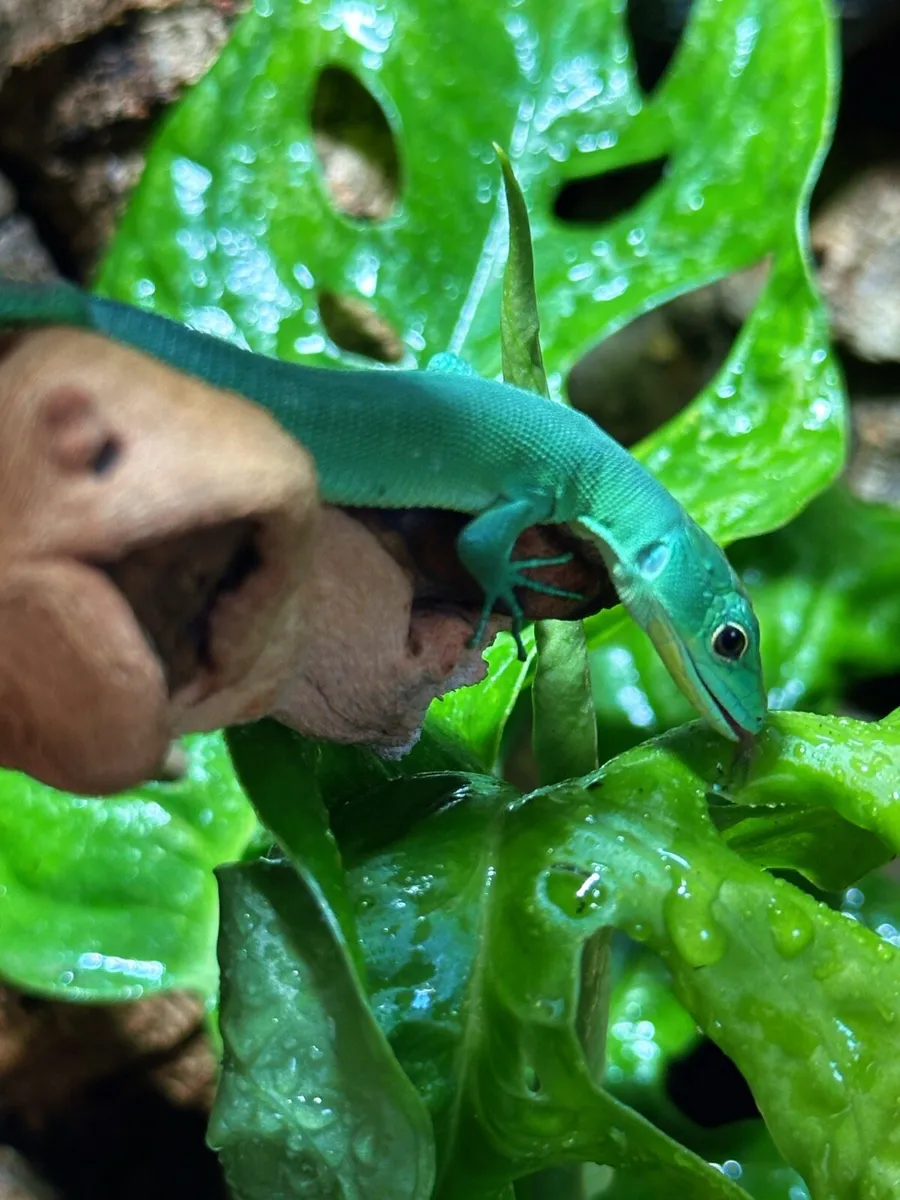 Beautiful active Green keel bellied lizard PRASINA - Image 1