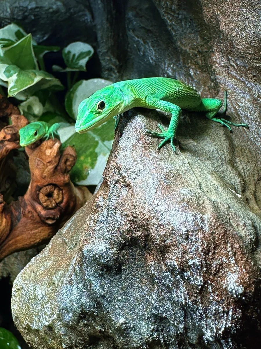 Beautiful active Green keel bellied lizard PRASINA - Image 2