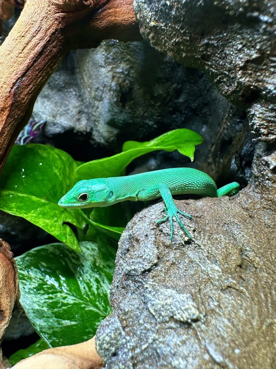 Beautiful active Green keel bellied lizard PRASINA - Image 3