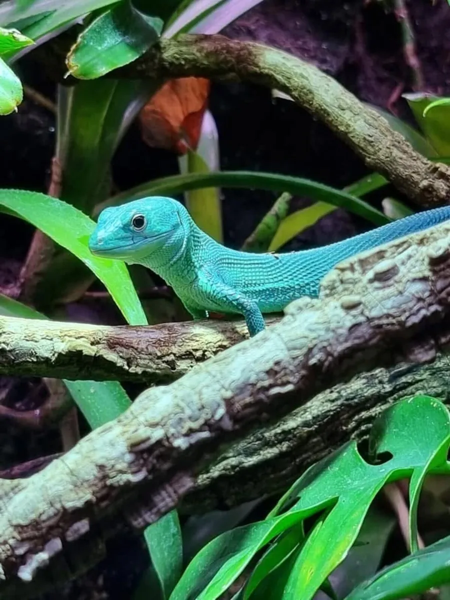 Beautiful active Green keel bellied lizard PRASINA - Image 4