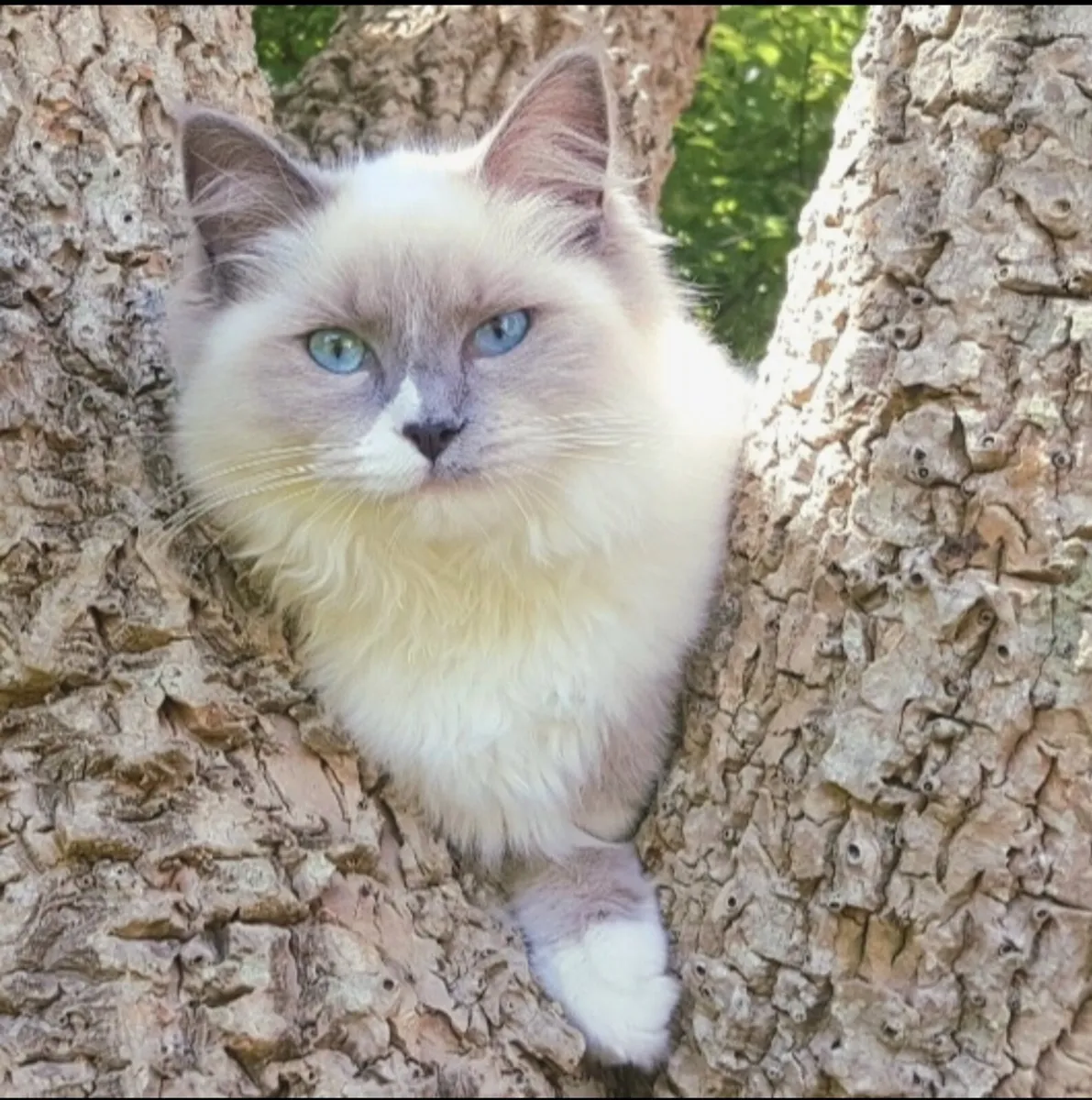 Pedigree Registered Ragdoll Female - Image 3