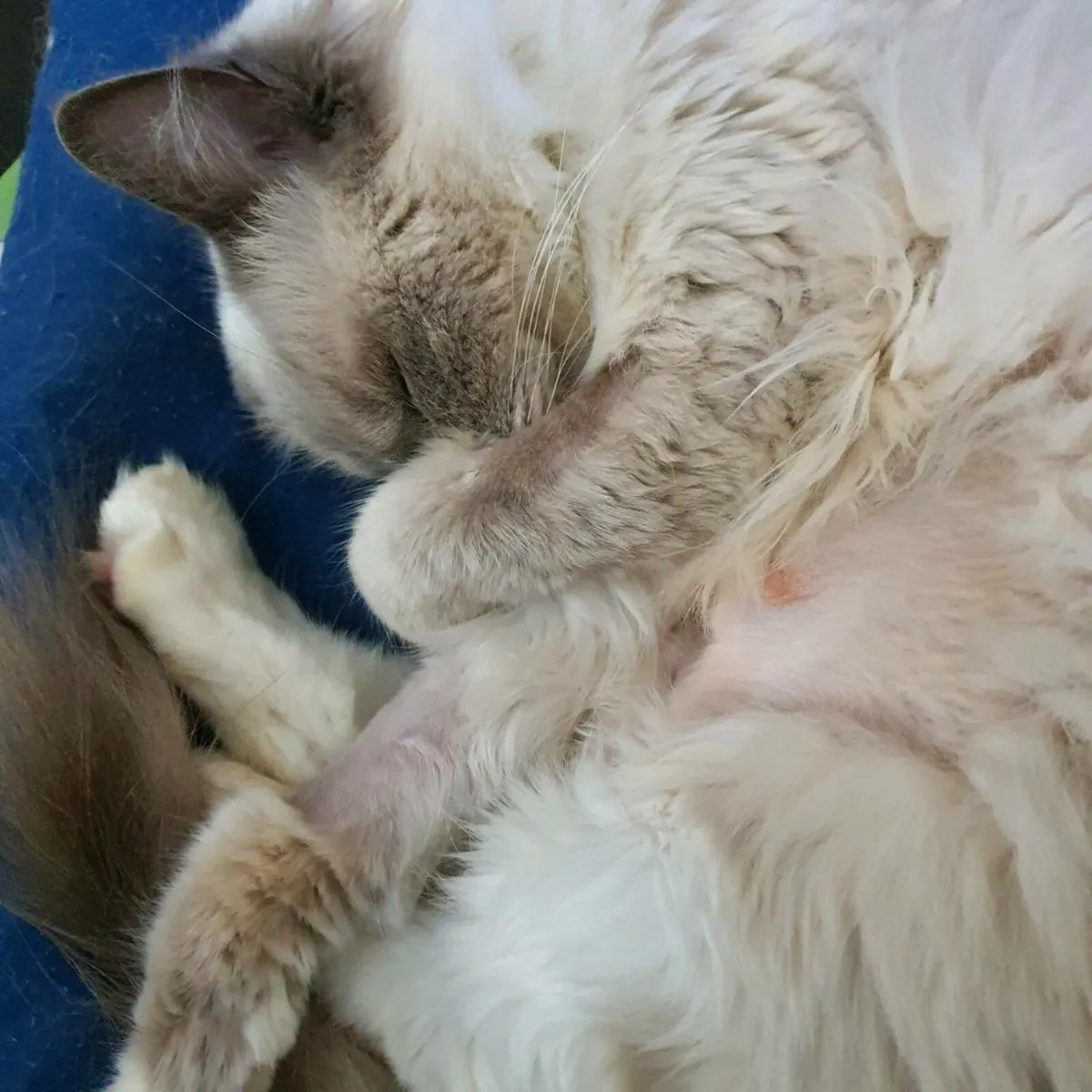 Pedigree Registered Ragdoll Female - Image 1