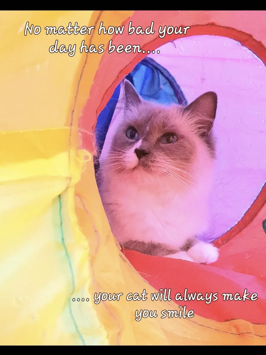 Pedigree Registered Ragdoll Female - Image 4