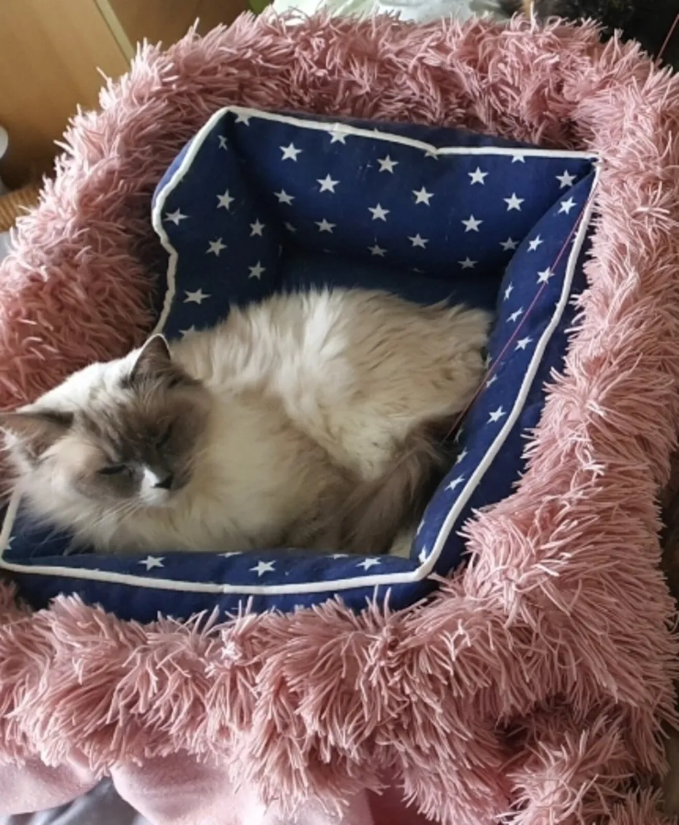 Pedigree Registered Ragdoll Female - Image 2