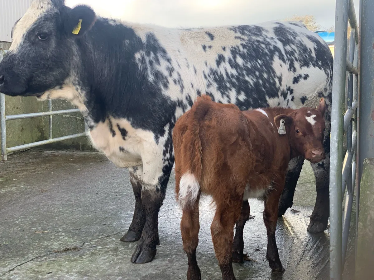 HEIFER AND HEIFER CALF AT FOOT . - Image 1