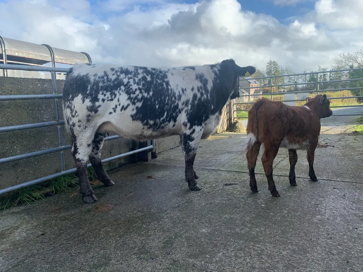 HEIFER AND HEIFER CALF AT FOOT . - Image 2