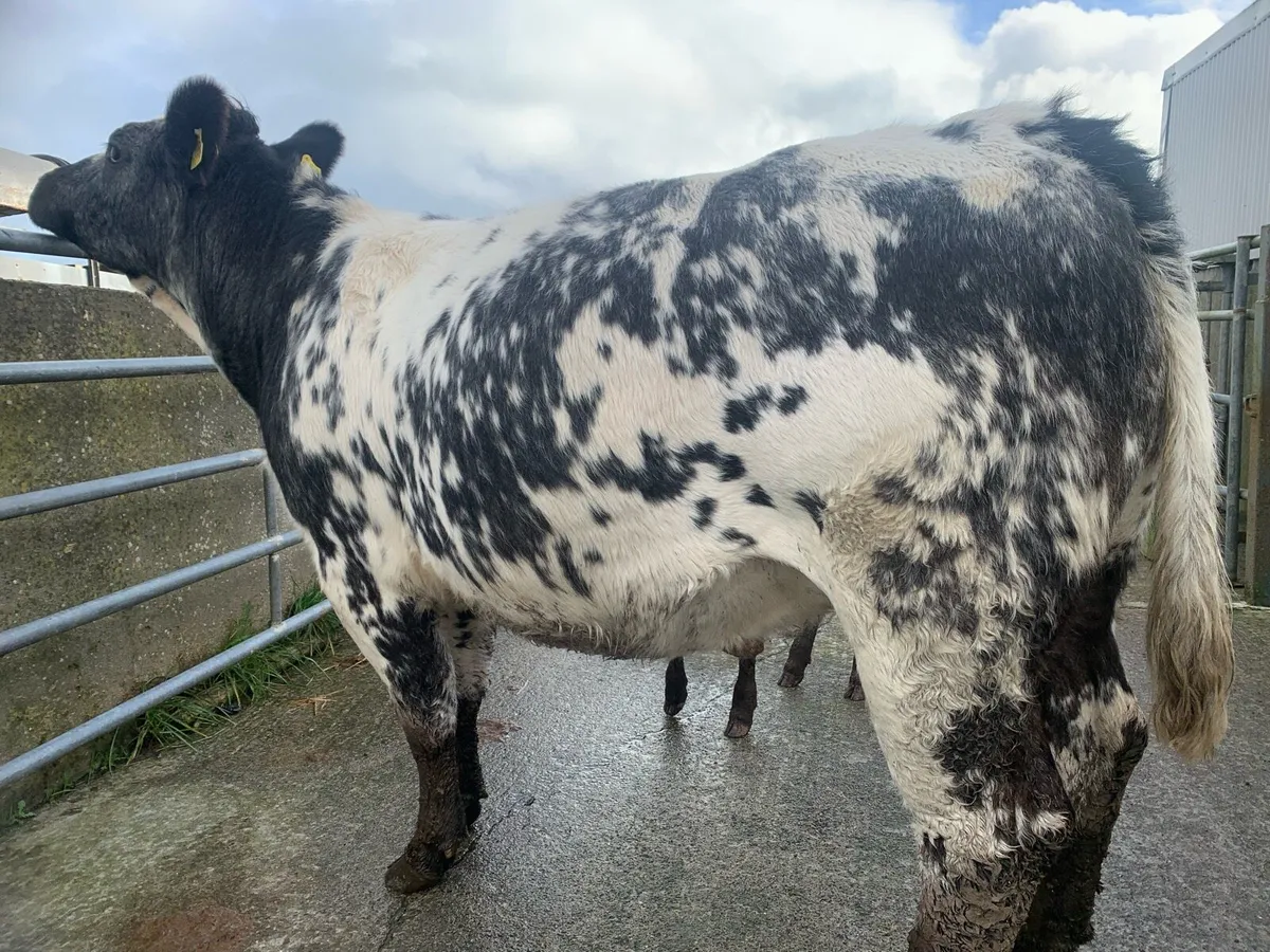 HEIFER AND HEIFER CALF AT FOOT . - Image 3