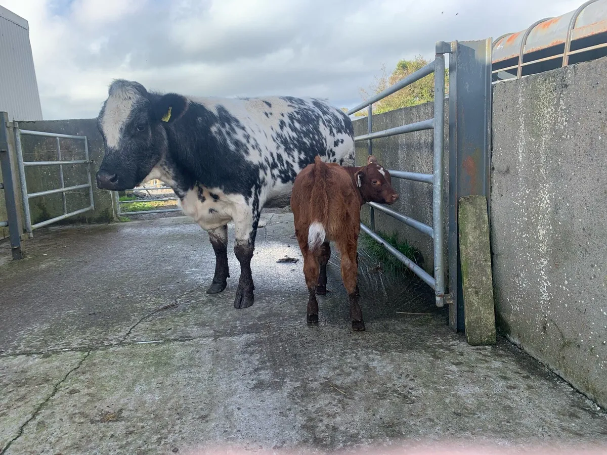 HEIFER AND HEIFER CALF AT FOOT . - Image 4