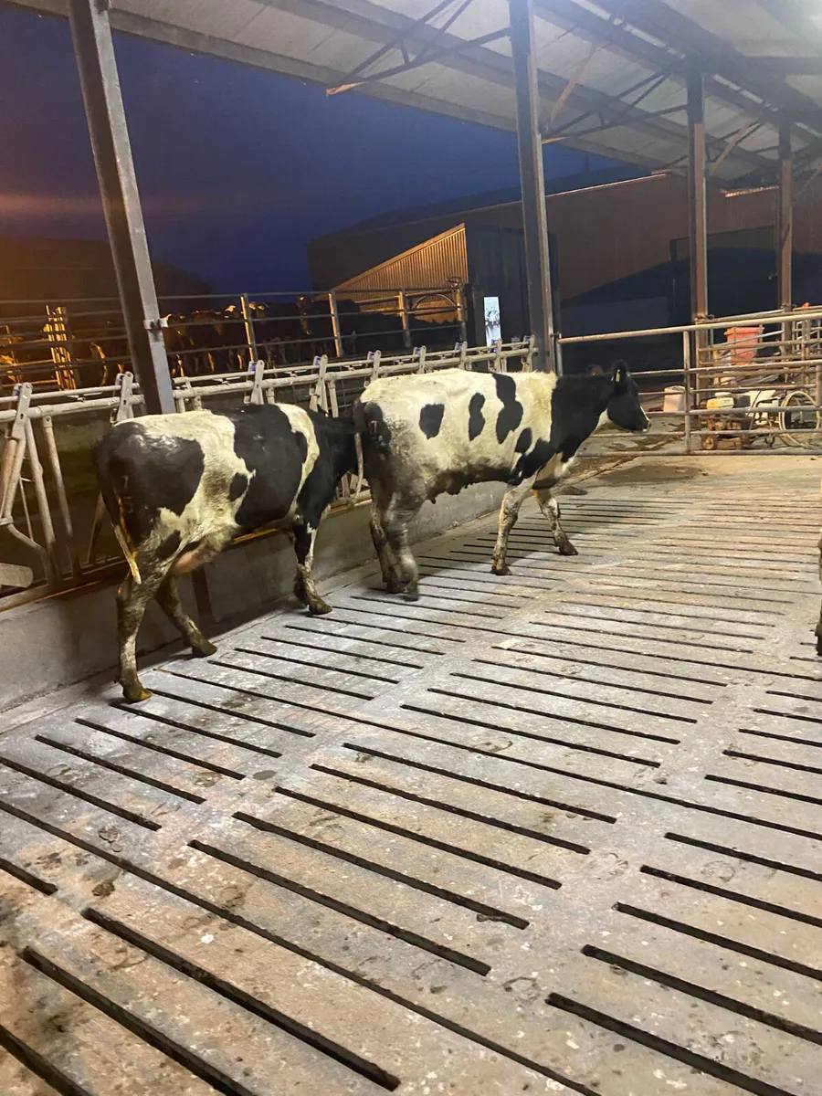 Calved heifers - Image 3